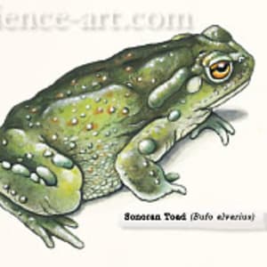 Sonoran Desert Toad by Rachel Ivanyi, AFC