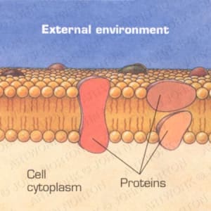 Cell Membrane Illustration by John Norton