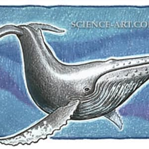 Humpback Whale by Theophilus Britt Griswold