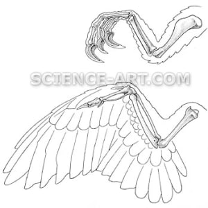 Comparative study -Velociraptor vs. Bird by Marjorie Leggitt