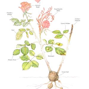 Garden Roses: Common Rose Diseases by Erin Ellis
