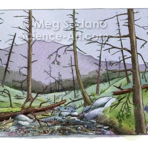 Dead Hemlock Forest by Meg Sodano