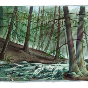 Healthy Hemlock Forest by Meg Sodano