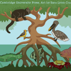 Mangrove Forest Wildlife Diagram by Sara Cramb