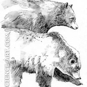 Black Bear and Grizzly Bear in Yellowstone by Marjorie Leggitt