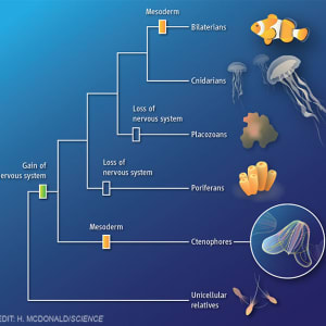 Ctenophore genome: Clues to animal evolution by Heather McDonald