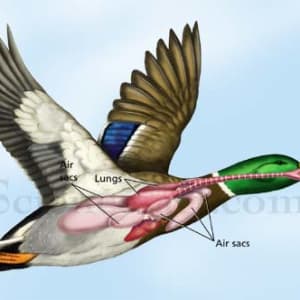 Duck Respiratory System by Rachel Ivanyi, AFC