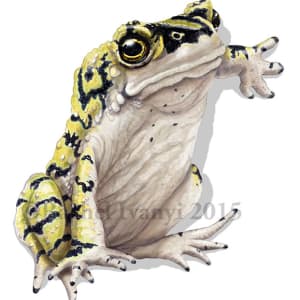 Green toad catching a ride by Rachel Ivanyi, AFC