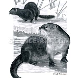 River Otter and Mink by Trudy Nicholson