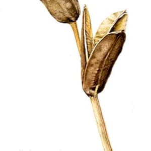 Iris versicolor capsules by Richard Rauh