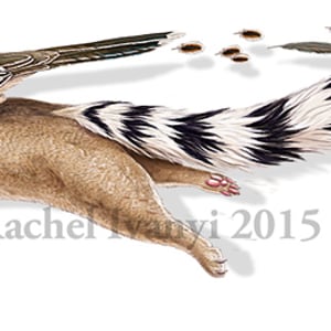 Ringtail and roadrunner catching a ride by Rachel Ivanyi, AFC