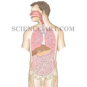 Respiratory System Anatomy by Taina Litwak