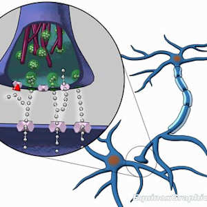 SSRI neuroinhibitors by Dr Jon Heras, Image 1.