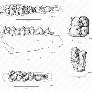 Eocene artiodactyla jaw and teeth by Marjorie Leggitt
