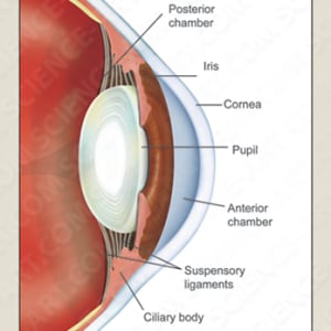Detail Image of the Anatomy of the Human Eye by Erica Beade