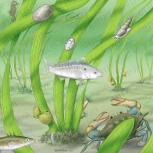 Eel Grass Bed Ecology by John Norton