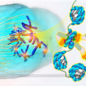 Kinetochore Nucleosome Structure by Veronica Falconieri Hays