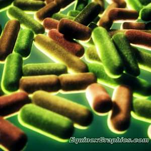 Bacteria by Dr Jon Heras