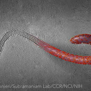 Ebola Virus in 3D by Veronica Falconieri Hays