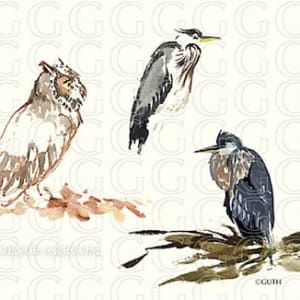 Bird Studies by Gail Guth