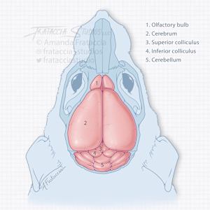 Mouse Brain by Amanda Frataccia