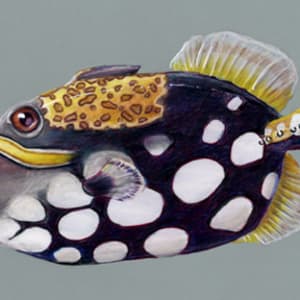 Clown Triggerfish by Patricia Latas