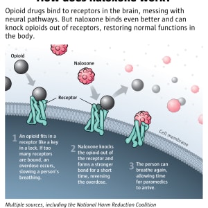 How does nalaxone work? by Fiona Martin, Image 1.