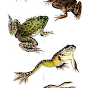 Ranid frogs of the Sonoran Desert region by Rachel Ivanyi, AFC