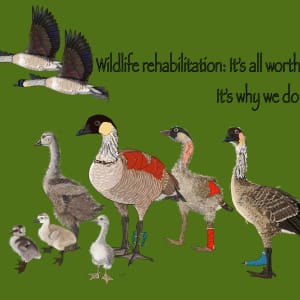Nene and Wildlife Rehabilitation in Hawaii by Patricia Latas 