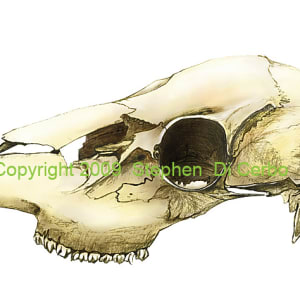 White tail deer skull by Stephen DiCerbo