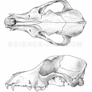 Dog Skull Illustration - Two Views by Erica Beade
