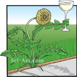 Dandelion wine by R. Gary Raham