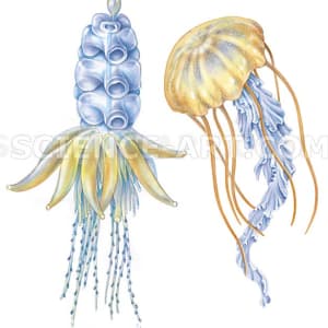 Jelly fish - siphonophore, scyphomedusa by Marjorie Leggitt