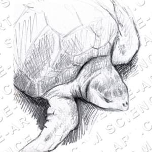 Sea Turtle Drawing by Erica Beade