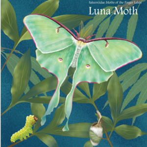 Luna Moth by Elizabeth Morales
