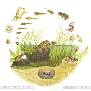 Life Cycle of the Spadefoot Toad by Dorie Petrochko