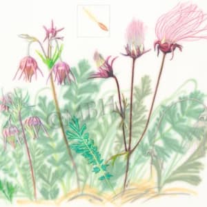 Geum triflorum, prairie smoke by MaryBeth Hinrichs