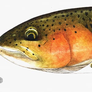Rainbow Trout Head study by Stephen DiCerbo