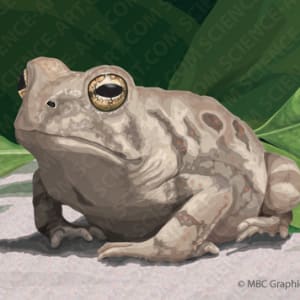 Fowler's Toad - Bufo fowleri by Erica Beade