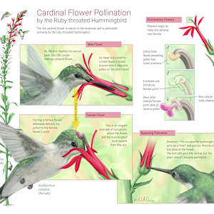 Cardinal Flower Pollination by Michelle Davis