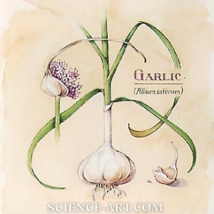 Garlic by Marjorie Leggitt