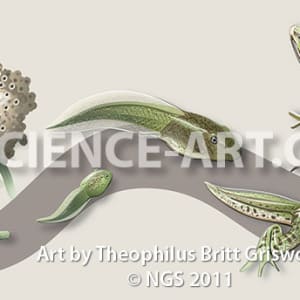 Frog Metamorphosis by Theophilus Britt Griswold