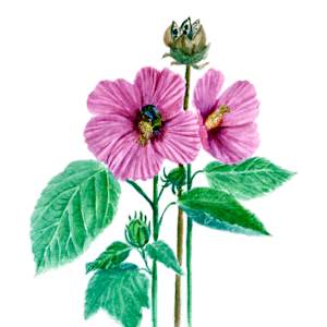 Swamp Mallow Hibiscus moscheutos by Frances Topping