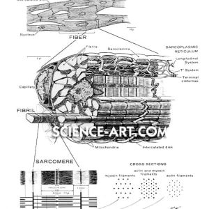 Muscle Fiber by Trudy Nicholson