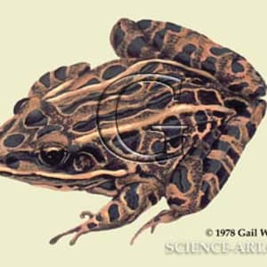 Leopard Frog by Gail Guth, Image 1.