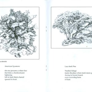 Tree Sketches - a chapbook of poetry and art by Richard Rauh