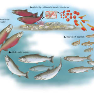 Coho Salmon Lifecycle by Elizabeth Morales