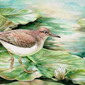 Sandpiper on Lilypads by Brittany Cheung