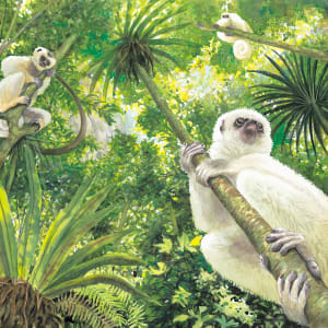 Silky Sifaka; Sifakas and Woods of Madagascar by Utako Kikutani