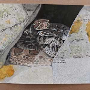 Timber Rattlesnakes in Den by Shelby Becker
